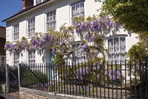 English cottage with wisteria